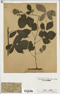 spécimen de Rubus tomentosus