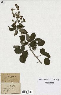 spécimen de Rubus ulmifolius