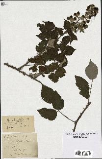 spécimen de Rubus ulmifolius