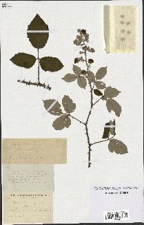 spécimen de Rubus ulmifolius