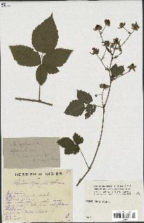 spécimen de Rubus caesius