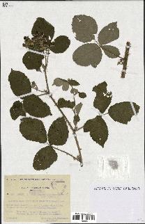 spécimen de Rubus caesius