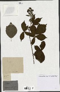 spécimen de Rubus sp.