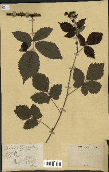 spécimen de Rubus thyrsoideus