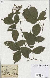 spécimen de Rubus sp.