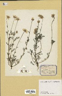 spécimen de Anthemis arvensis