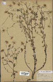 spécimen de Anthemis arvensis