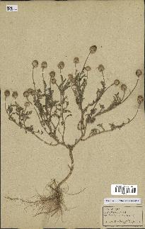spécimen de Anthemis arvensis