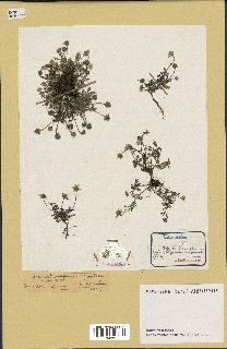 spécimen de Anthemis arvensis