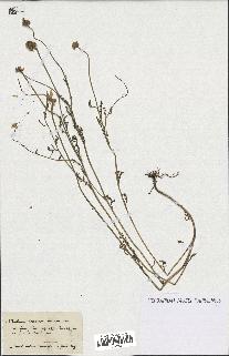spécimen de Anthemis arvensis