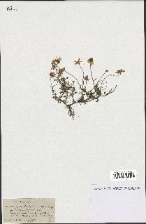spécimen de Anthemis arvensis