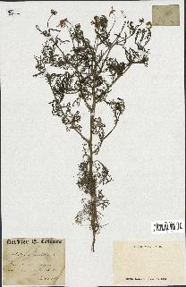 spécimen de Anthemis arvensis