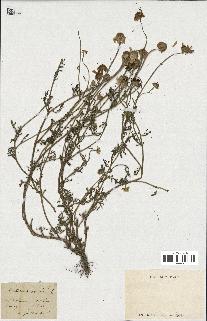 spécimen de Anthemis arvensis