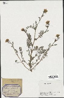 spécimen de Anthemis arvensis