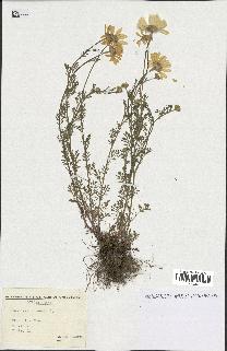 spécimen de Anthemis arvensis