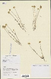 spécimen de Anthemis arvensis