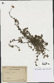 spécimen de Anthemis arvensis