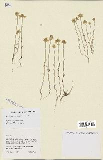 spécimen de Anthemis arvensis