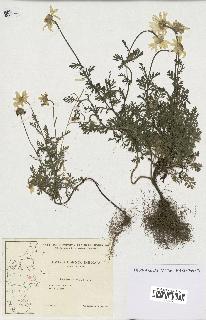 spécimen de Anthemis arvensis