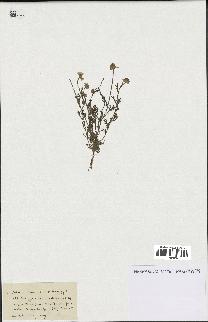 spécimen de Anthemis arvensis