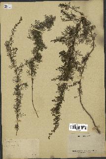 spécimen de Artemisia chamaemelifolia