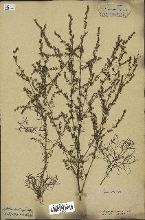 spécimen de Artemisia campestris