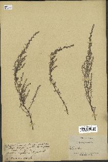 spécimen de Artemisia sp.