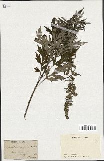 spécimen de Artemisia vulgaris