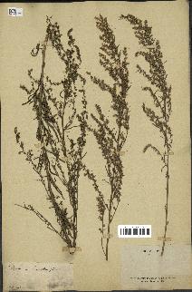 spécimen de Artemisia desertorum