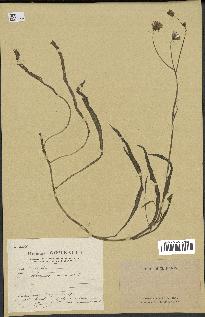 spécimen de Sonchus maritimus