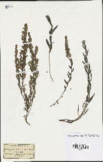 spécimen de Artemisia coerulescens