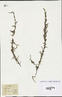 spécimen de Artemisia annua