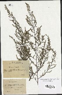 spécimen de Artemisia scoparia