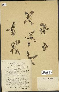 spécimen de Taraxacum alpinum