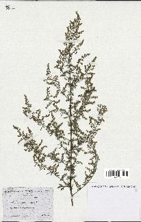 spécimen de Artemisia annua