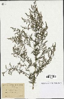 spécimen de Artemisia annua