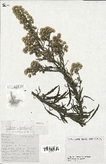 spécimen de Conyza bonariensis