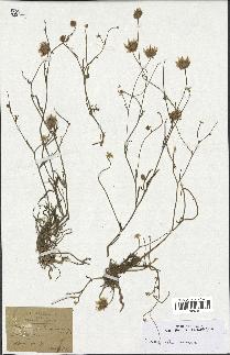 spécimen de Catananche arenaria