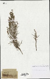 spécimen de Artemisia arborescens