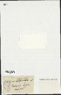 spécimen de Hedypnois cretica