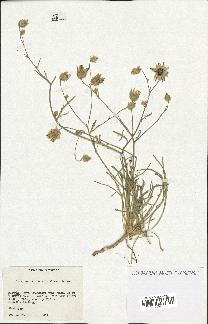 spécimen de Catananche arenaria