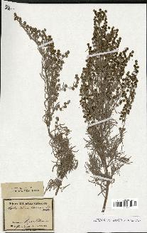 spécimen de Artemisia arborescens