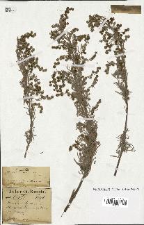 spécimen de Artemisia arborescens