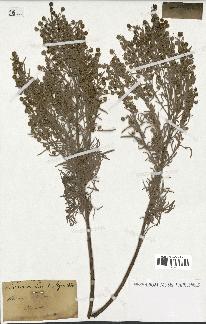 spécimen de Artemisia arborescens