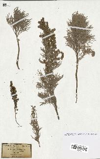 spécimen de Artemisia arborescens