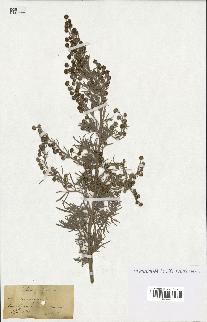 spécimen de Artemisia arborescens