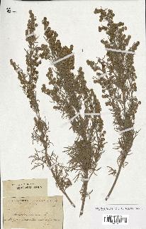 spécimen de Artemisia arborescens