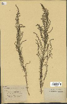 spécimen de Artemisia campestris