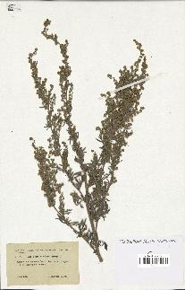 spécimen de Artemisia absinthium