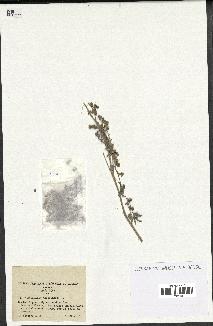 spécimen de Artemisia absinthium